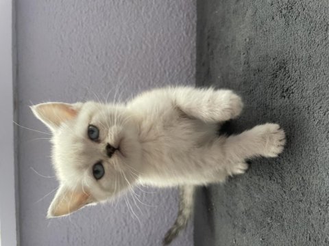 British shorthair yavrularımız