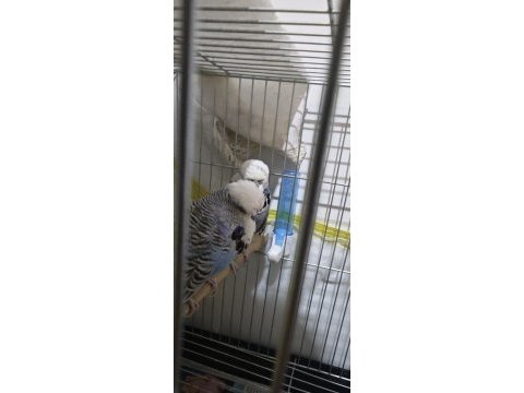 Show jumbo damızlık takım bileklikli muhabbet kuşu