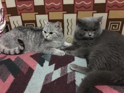 Dişi kedi yavruları birlikte scottish fold