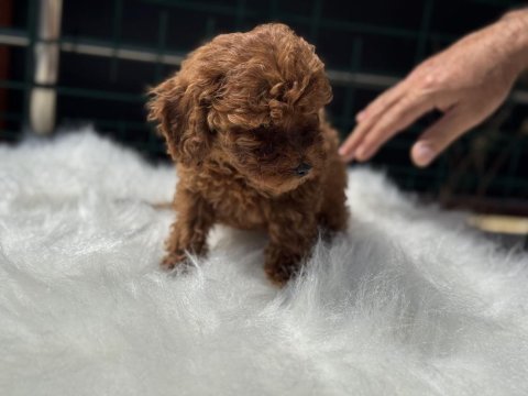Ankaranın en seçkin toy poodle yavruları