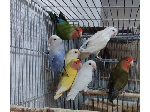 Mükemmel sağlıkta süper sevdalar kaçmaz