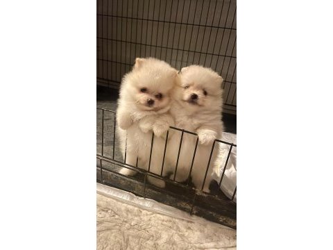 Orijinal pomeranian boo