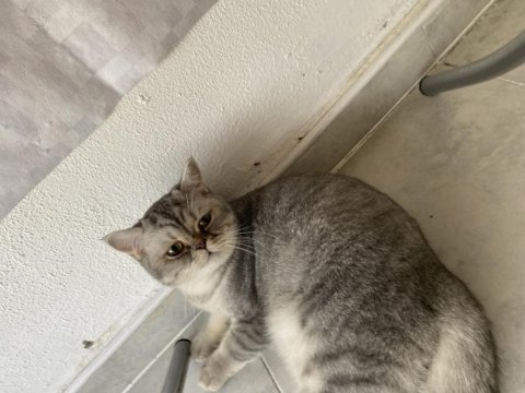 British shorthair kedim