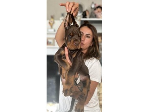 Europan üst düzey doberman yavrular