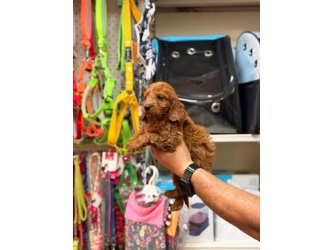 Toy poodle köpeğimiz