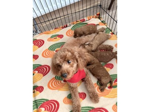 Poodle yavrularımıza güvenli bir yuva arıyor