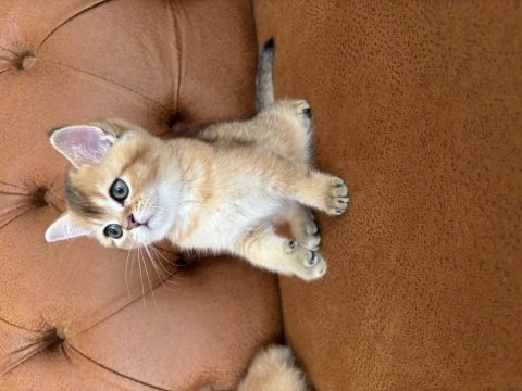British golden bebeklerimiz ırkının en güzel örnekleri