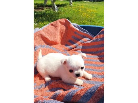 Mükemmel teacup chihuahua erkek yavru
