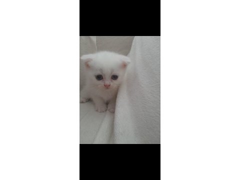 Scottish fold tam beyaz ve blue point yavru