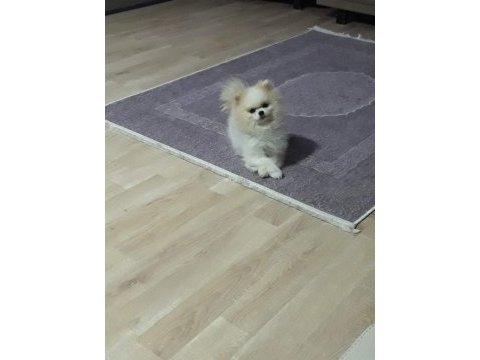 Yetişkin beyaz erkek tayland scr belgeli pomeranian