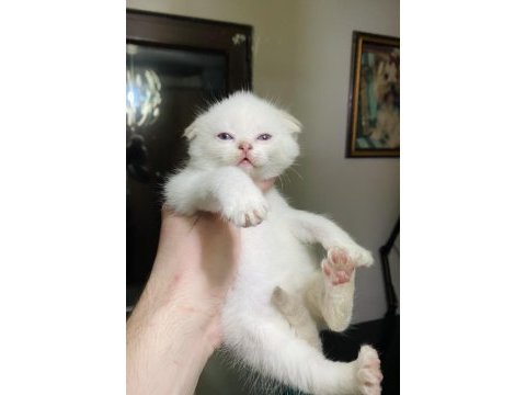 Kar beyazı maviş scottish fold bebeğimiz