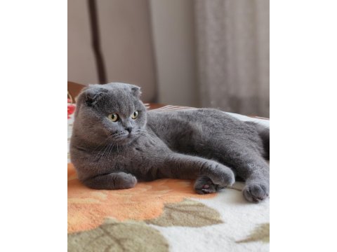 10 aylık erkek scottish fold