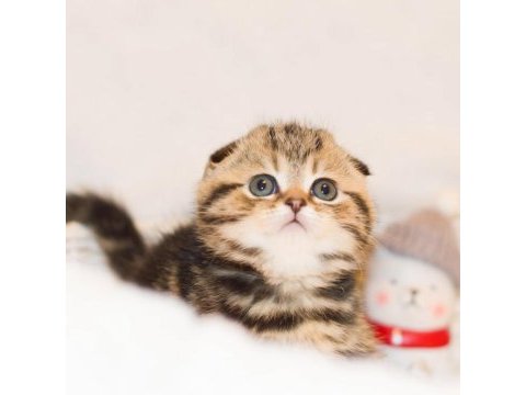 Minik kıvrım büyük sevgi black golden scottish fold