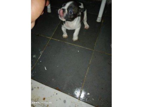 Fransız bulldog yavrular