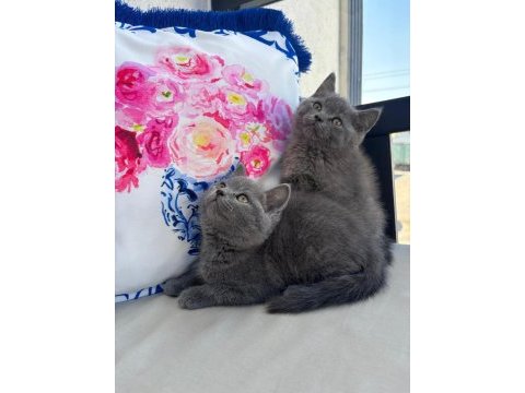 Kocaeli darıca minik pati kediler