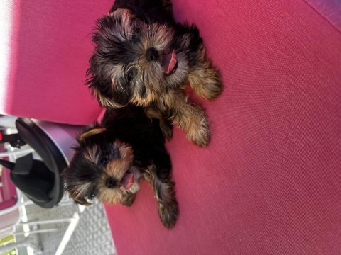Teacup orjinal yorkshire terrier bebekler
