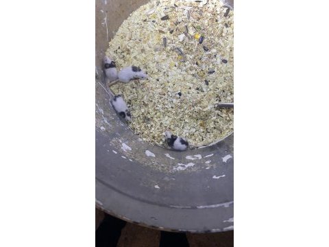 Panda mice damızlık