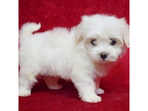 Muhteşem güzellikte maltese yavrularımız