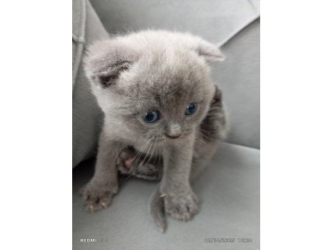 Scottish fold mavi gözlüler