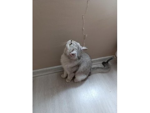 British shorthair kedimize güzel bir aile arıyoruz