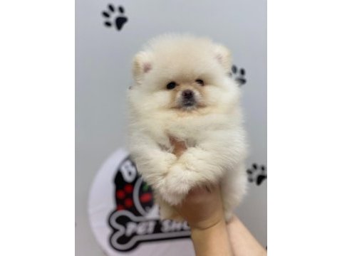 Irkının en güzeli orijinal ayı surat garantili pomeranian