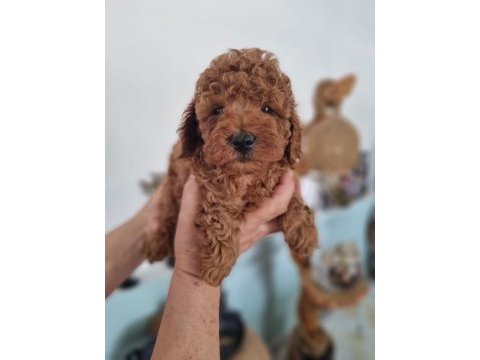 Toy poodle yavruları yeni yuvalarını bekliyor