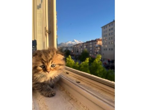 Karamel kahve serserisi kedimiz