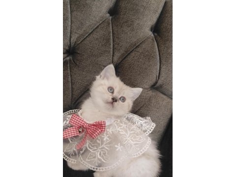 Sevecen bir british shorthair kız