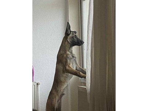 7 aylık belçika kurdu köpeğimizi sahiplendiriyoruz