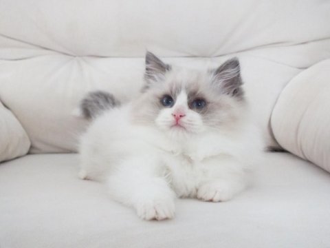 Full şecereli ragdoll yavruları