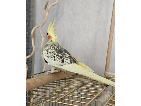 1 yaşında sultan papağanı