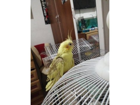 Damızlık dişi sultan papağanı