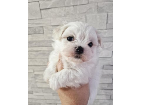 Safkan mini bembeyaz kartanesi maltese bebekler
