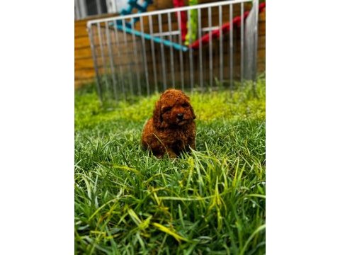 Red brown toy poodle yavru