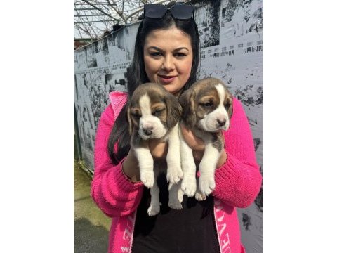 Sağlık ve ırk garantili beagle yavrularım