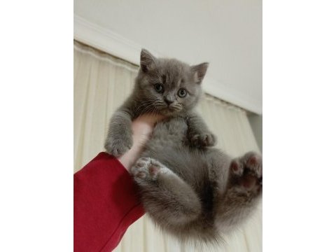 3 aylık kedimiz sahiplendiriyoruz
