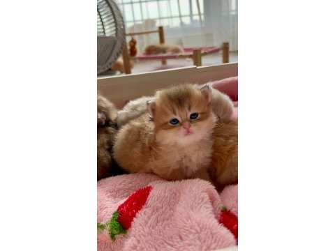 Caglar house cattery british kediler