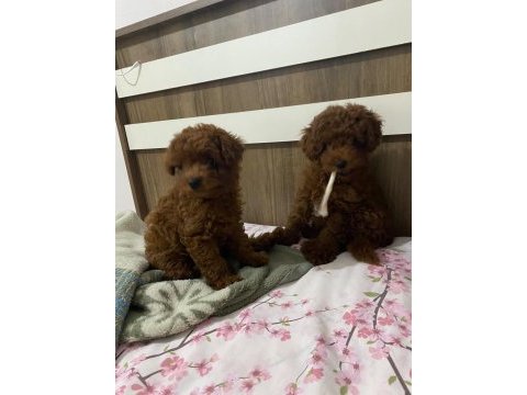 Toy poodle dişi ve erkek bebekler