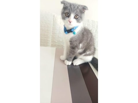 Sahiplendirme scottish fold balıkesir
