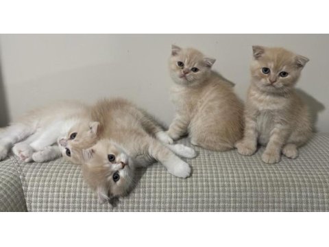 Ücretsiz scottish fold acil yuva