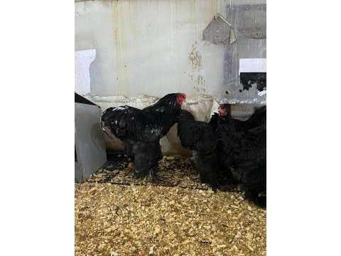 Black brahma kuluçkalık yumurta & civciv