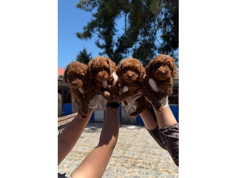 Toypoodle sevimli yavrular ruhsatlı pasaportlu 