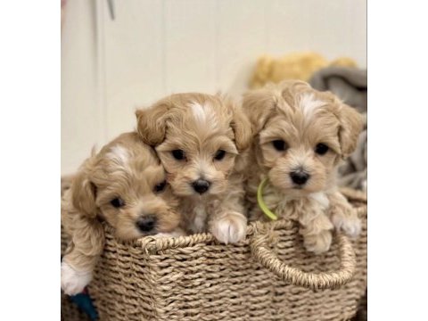 Sevimli oyuncu maltipoo mini boy yavrular 