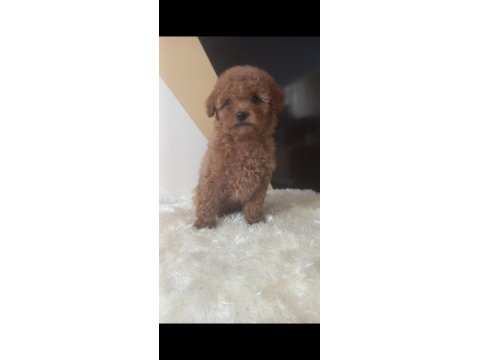 Sizi bekleyen toy poodle afacanlar