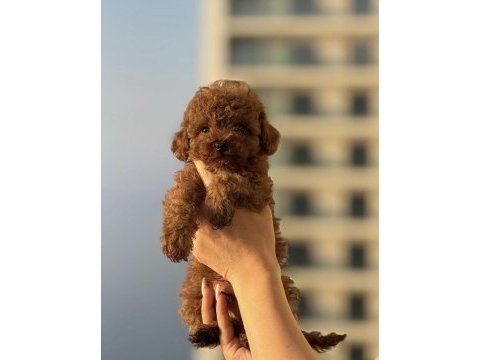 Toy kore ırk safkan güzellik