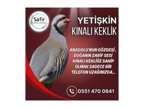 Yetişkin damızlık keklik
