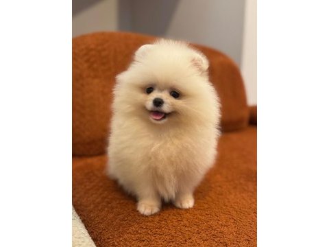 Pomernian boo bebekler
