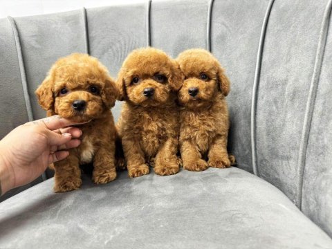 Toy poodle yavrularımız