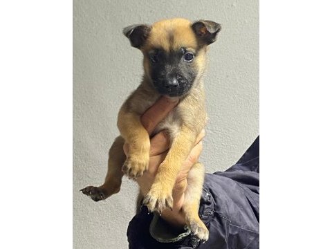 Siyah maskeli belçika kurdu bebekler