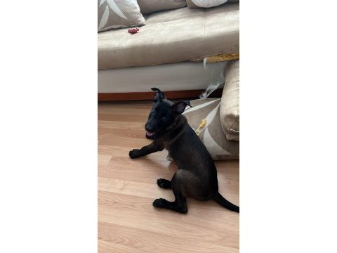 Belçika malinois yavrularımız 